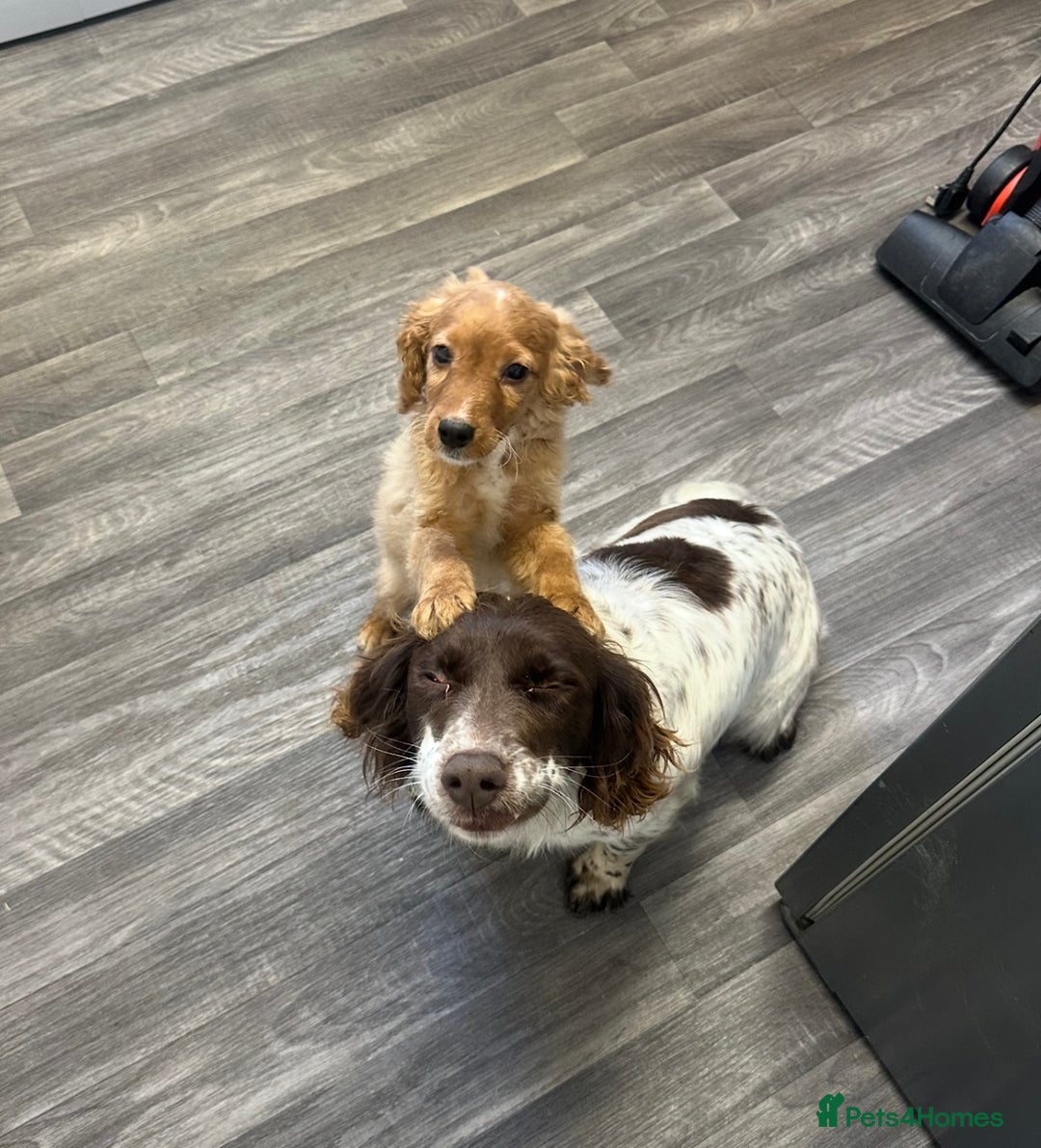 Sprocker dogs for sale: Beautiful spaniel girl   - Advert 4