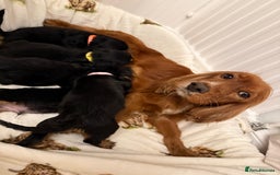 Cocker Spaniel dogs for sale: Pedigree Cocker spaniel puppies for sale  - Image 11