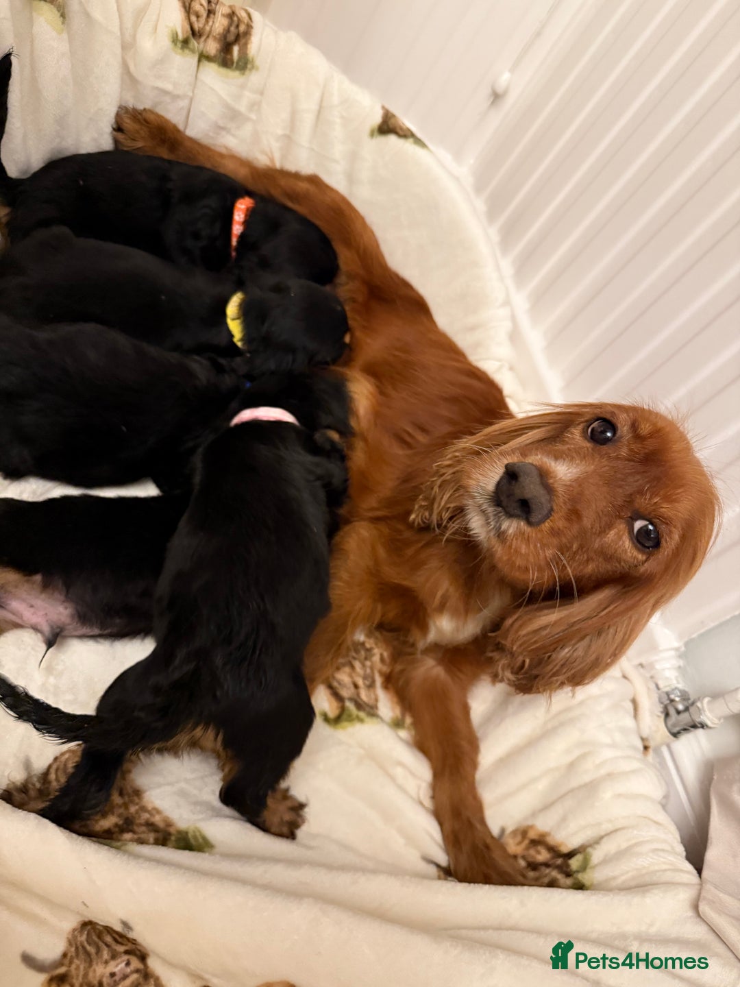 Cocker Spaniel dogs for sale: Pedigree Cocker spaniel puppies for sale  - Image 11
