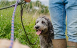 Goldendoodle dogs for sale: 2 year old Standard F1 Goldendoodle  - Image 5