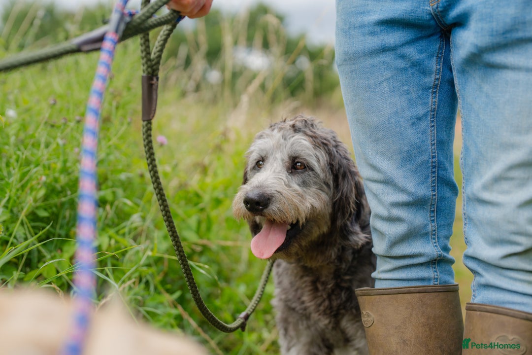 Goldendoodle dogs for sale: 2 year old Standard F1 Goldendoodle  - Image 5