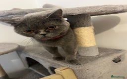 British Shorthair cats for sale: British shorthair  - Image 3