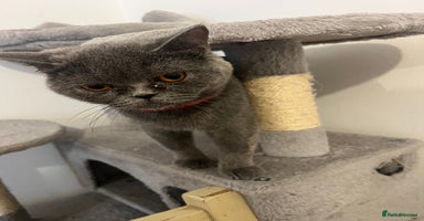 British Shorthair cats - Advert 6