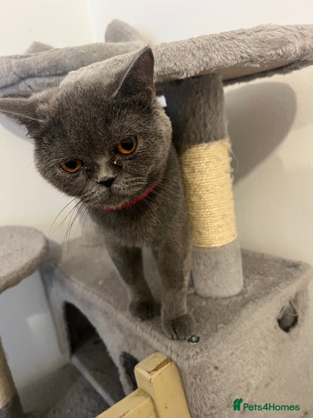 British Shorthair cats for sale: British shorthair  - Image 3