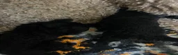 Bernedoodle dogs for sale: STUNNING F1 BERNEDOODLE - Advert 7
