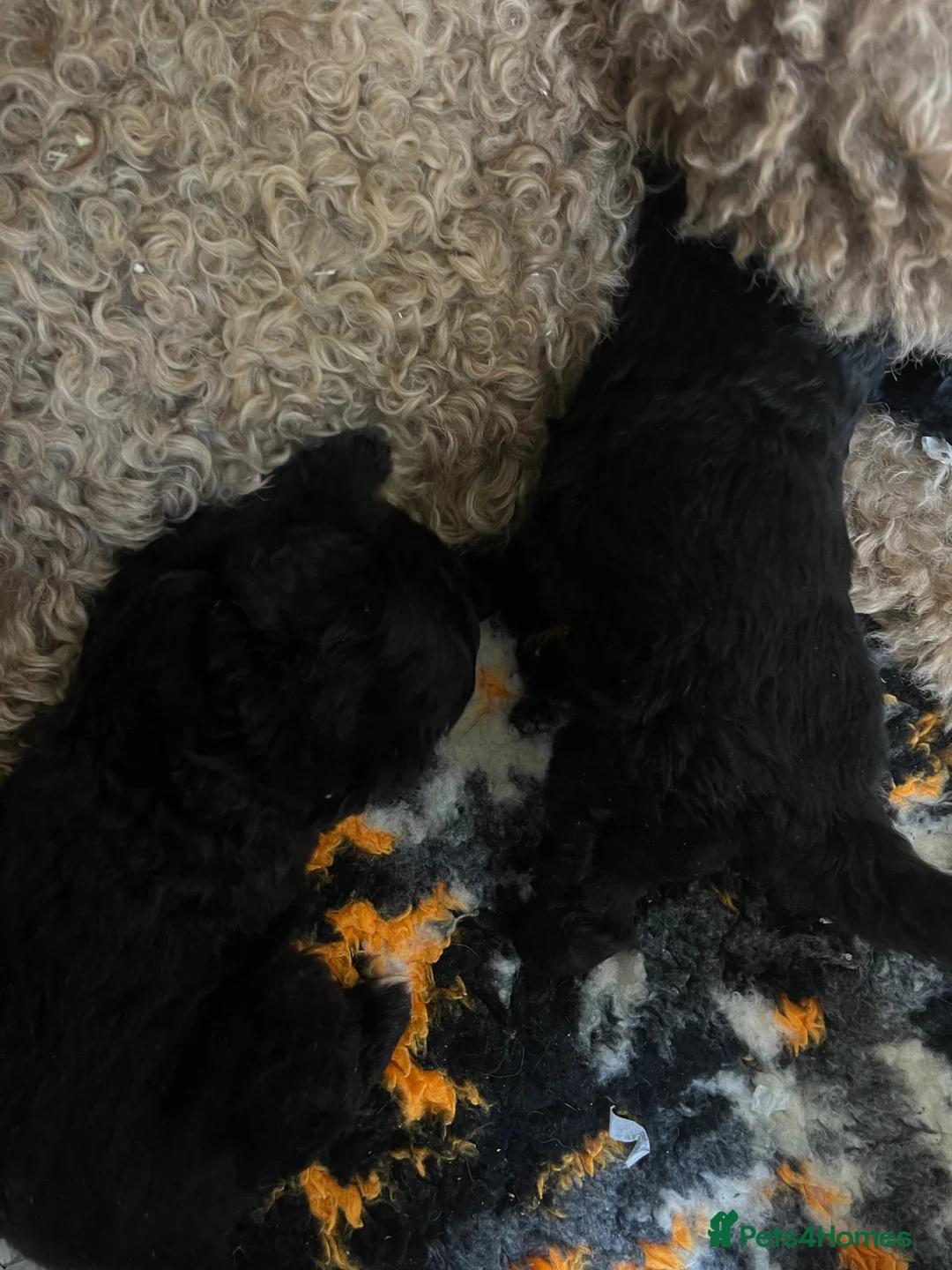 Bernedoodle dogs for sale: STUNNING F1 BERNEDOODLE - Advert 7