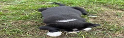 Border Collie dogs for sale: Border collie pups looking for new homes  in Leek - Advert 11