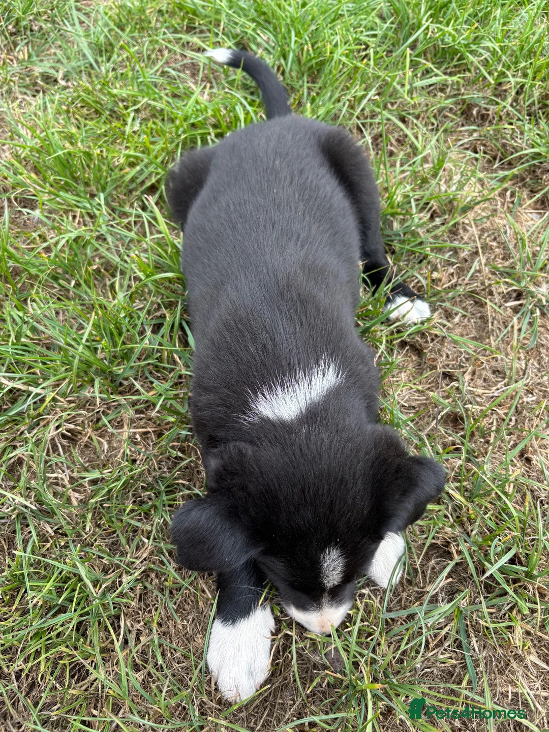 Border Collie dogs for sale: Border collie pups looking for new homes  in Leek - Advert 11
