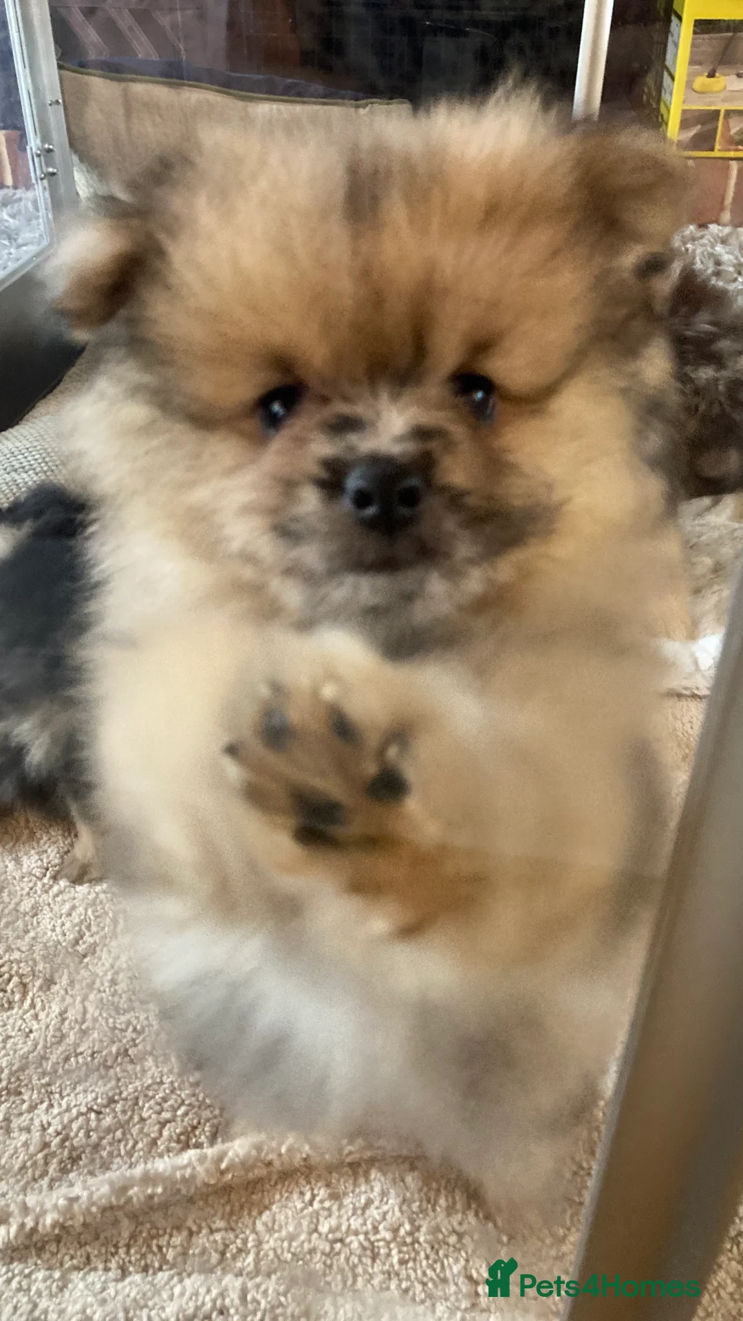 Pomeranian dogs for sale: Stunning litter of 6 Pomeranian Pups - Advert 21
