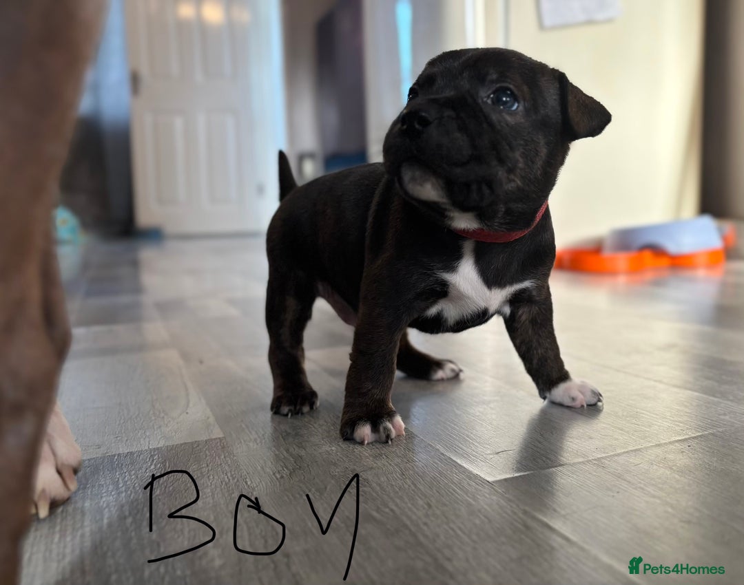 Staffordshire Bull Terrier dogs for sale: Two gorgeous puppies left  - Advert 6