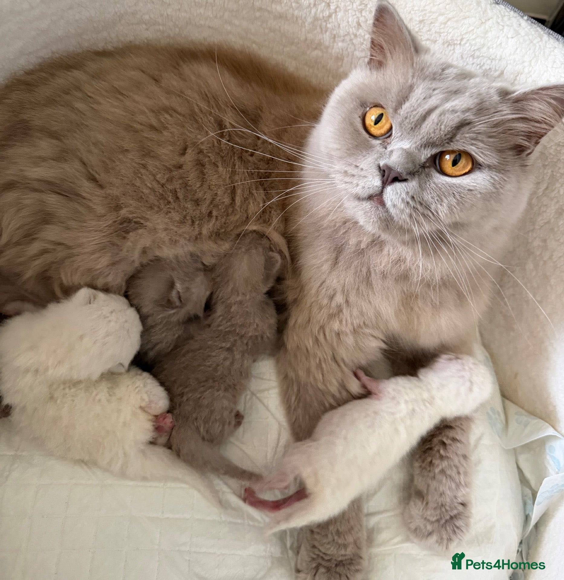 British Longhair cats BEAUTIFUL BRITISH LONG-HAIRED BABIES FOR SALE - Advert 1