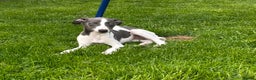 Whippet dogs for stud: Proven KC registered blue whippet for stud in Doncaster - Advert 18