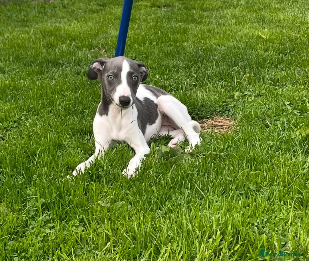 Whippet dogs for stud: Proven KC registered blue whippet for stud in Doncaster - Advert 21