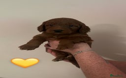 Cockapoo dogs for sale: **REDUCED** READY TO GO GIRL MINIATURE COCKAPOOS  - Image 12