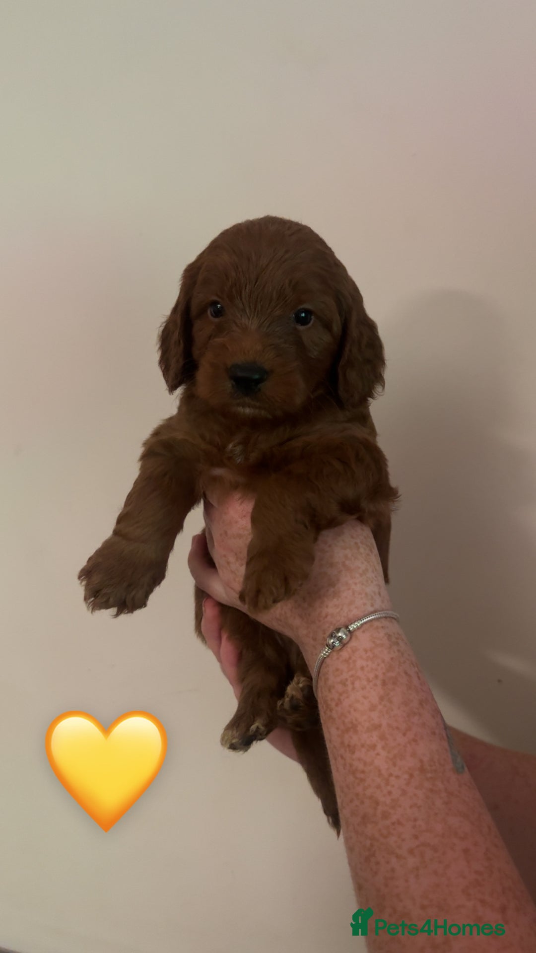 Cockapoo dogs for sale: **REDUCED** READY TO GO GIRL MINIATURE COCKAPOOS  - Image 12