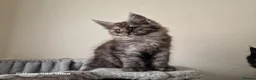 Maine Coon cats for sale: Licensed breeder-maine coon kittens - Advert 28