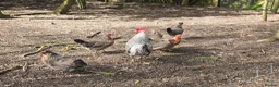 Chickens poultry for sale: Cream Crested Legbar Chicks (Female) in Newmarket - Advert 4