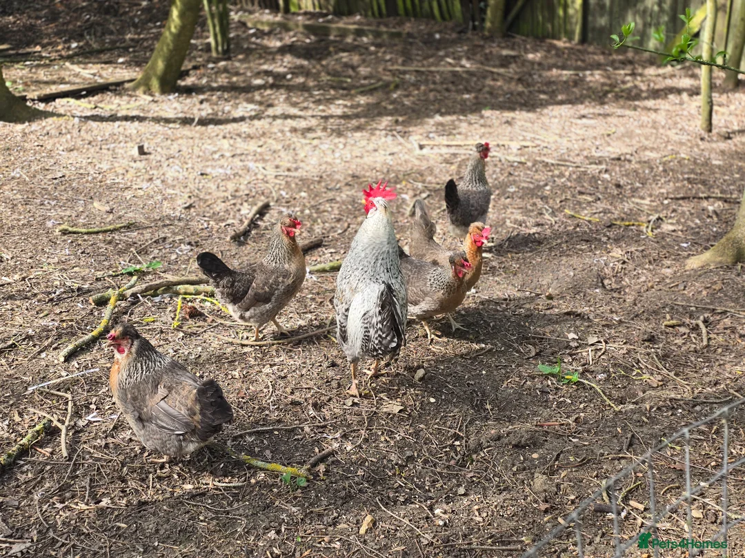 Chickens poultry for sale: Cream Crested Legbar Chicks (Female) in Newmarket - Advert 4