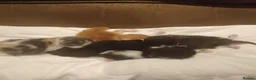 American Shorthair cats for sale: 6 gorgeous mix breed kittens  in Stafford - Advert 13