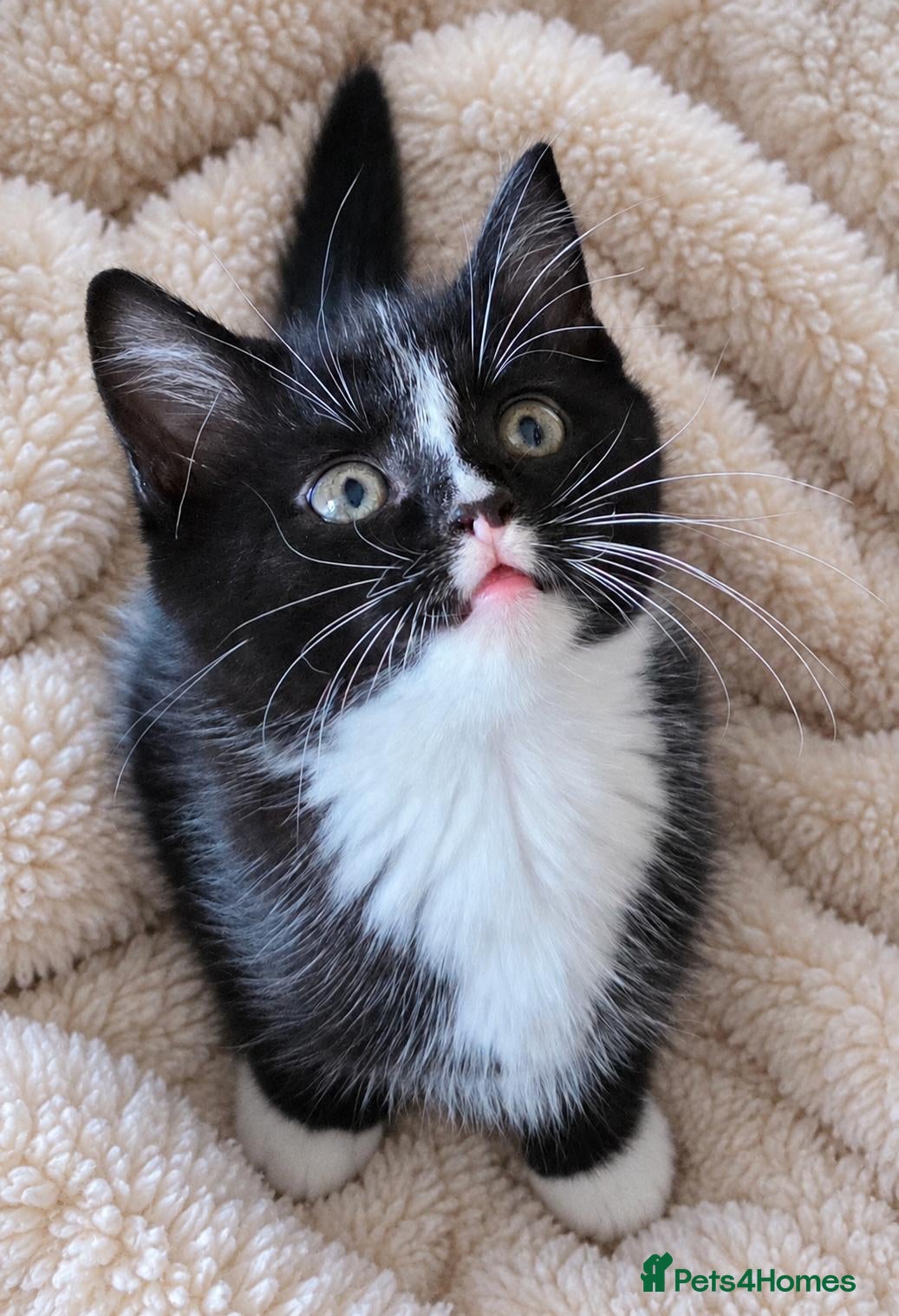 Mixed Breed cats 5 Adorable 3-Month-Old Kittens Need Loving Homes - Advert 6