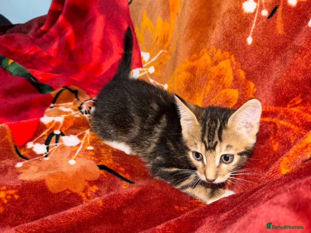 Mixed Breed cats for sale:  Kittens Looking for Loving Homes  - Advert 2