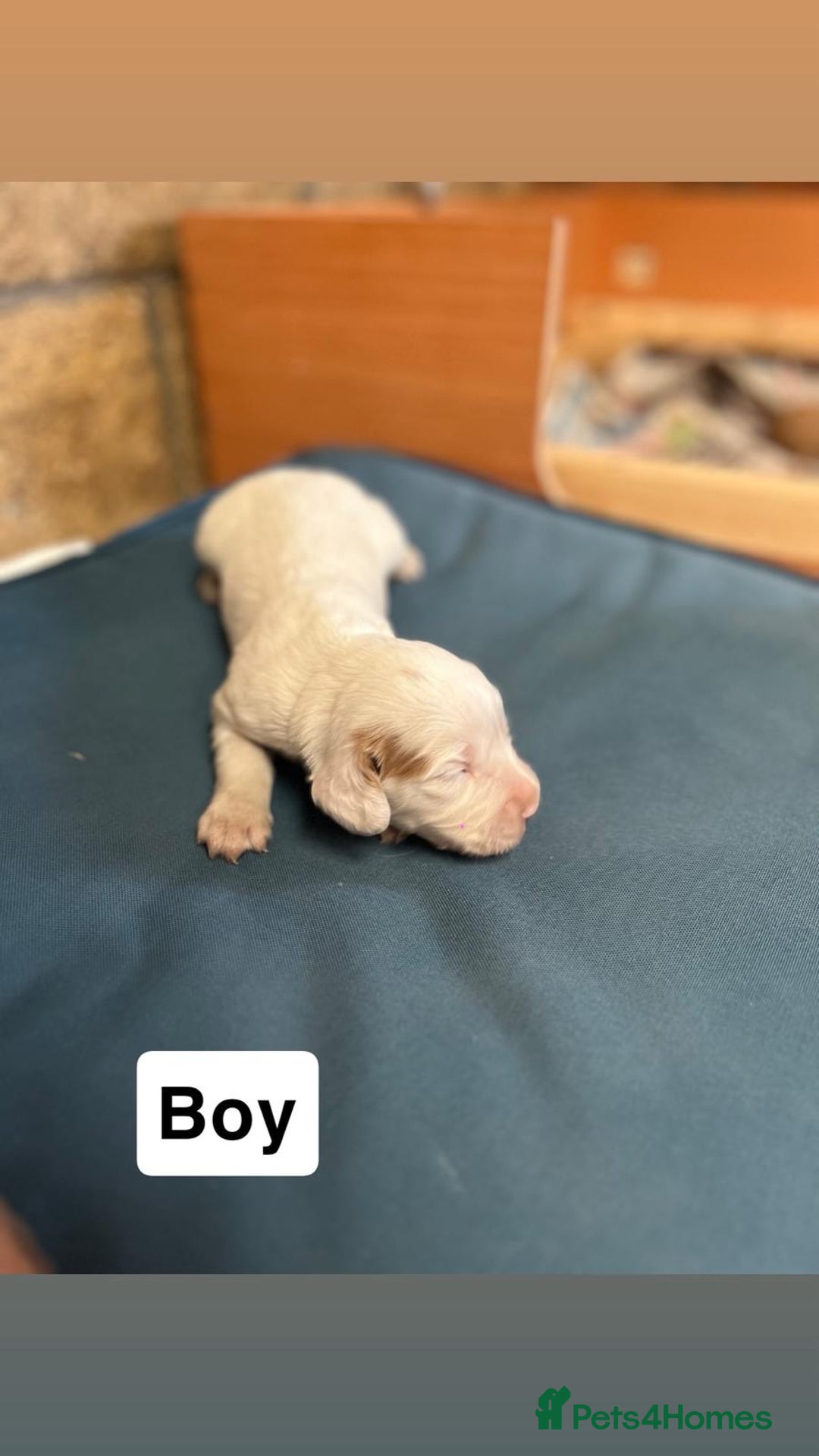 Cocker Spaniel dogs for sale: Working cocker spaniels -legally docked. - Image 14