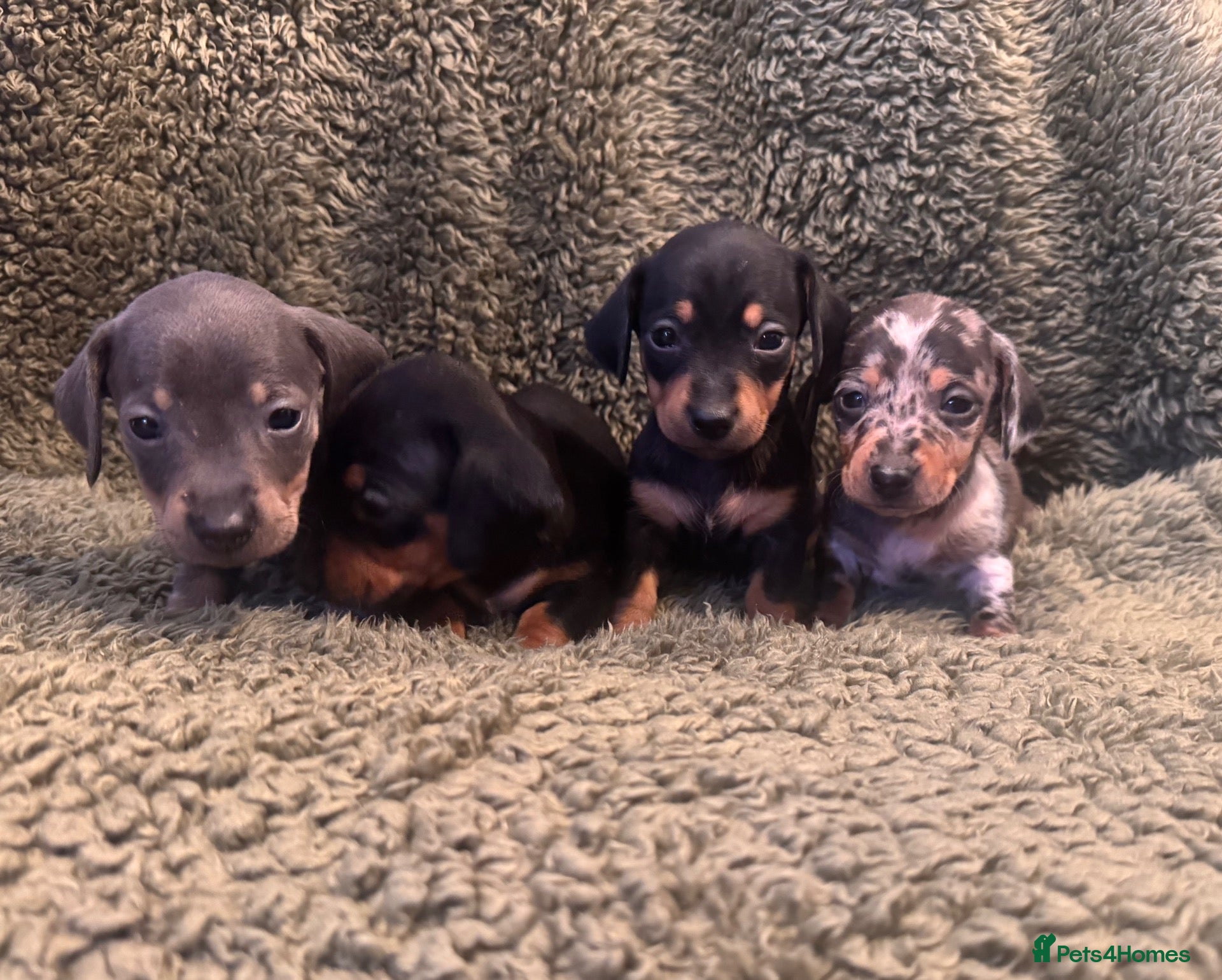 Miniature Dachshund dogs for sale: Miniature dachshunds  - Advert 2