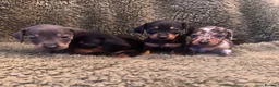 Miniature Dachshund dogs for sale: Miniature dachshunds  - Advert 1
