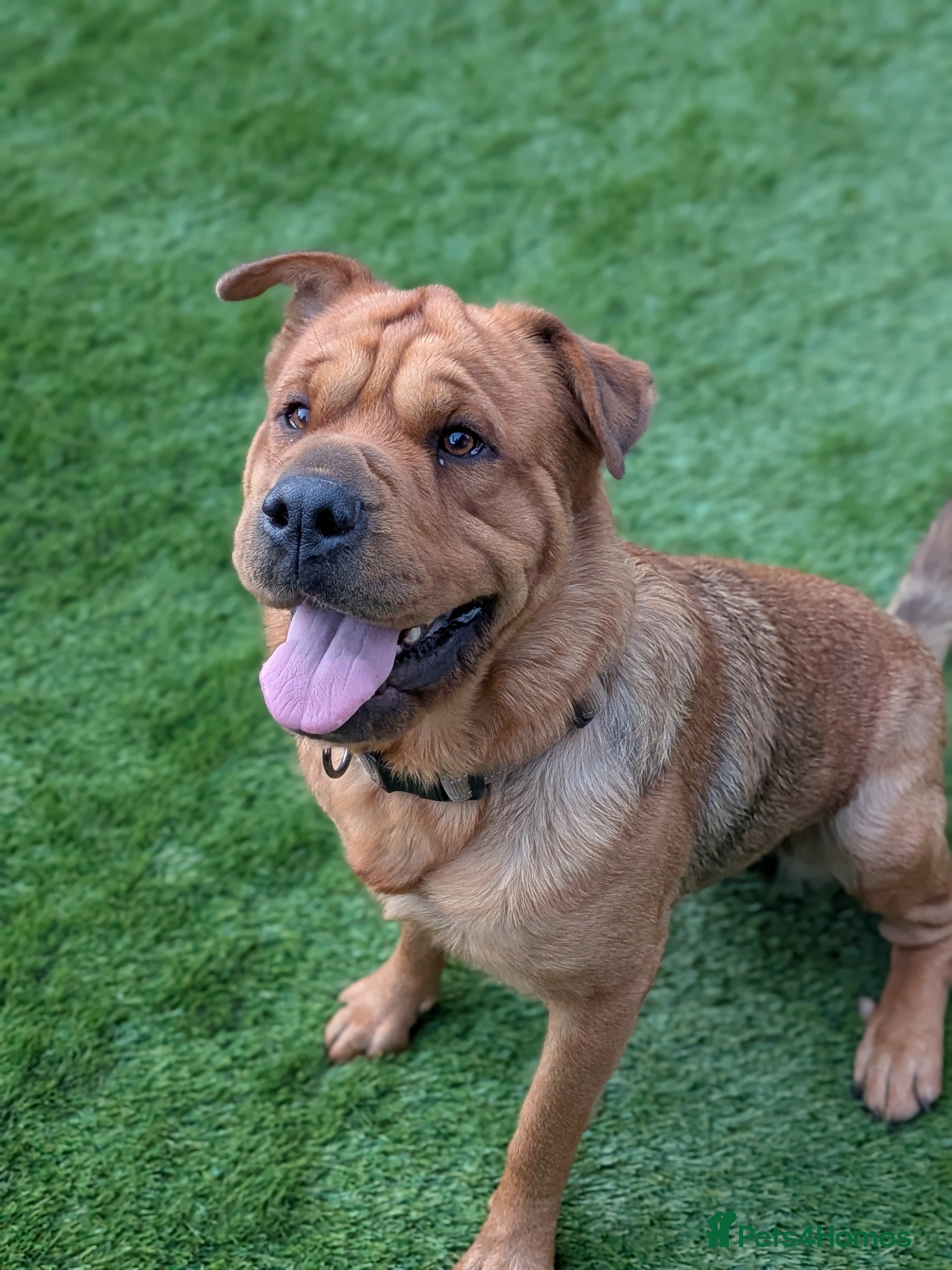 Mixed Breed dogs Rottweiler X Shar pei female dog - Advert 5