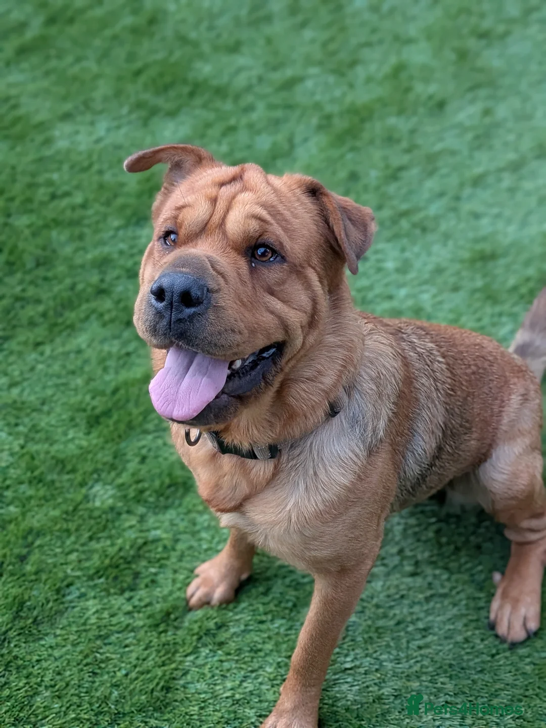 Mixed Breed dogs for sale: Rottweiler X Shar pei female dog - Advert 1