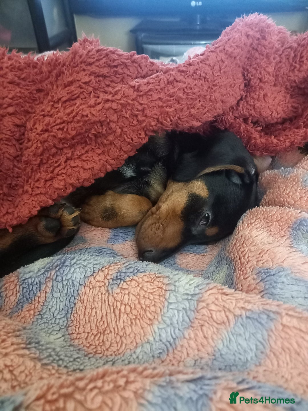 Dachshund dogs for sale: Dachsunds 3/4 breed - Advert 6