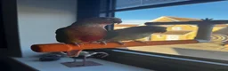 Conures birds for sale: Two Female Conures Including Large Cage - Advert 6
