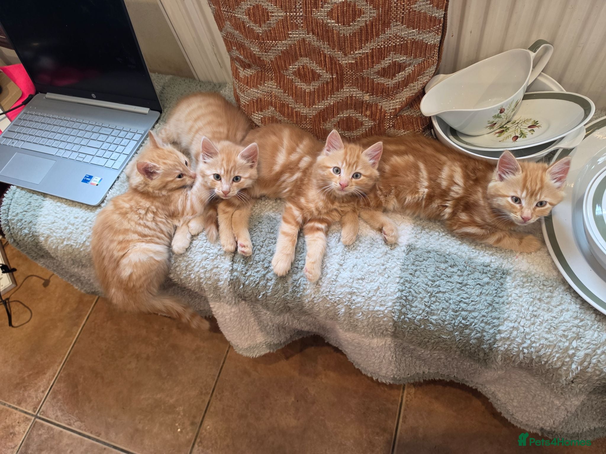 Mixed Breed cats Beautiful ginger kittens  - Advert 17