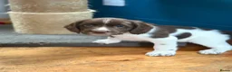 English Springer Spaniel dogs for sale: Gorgeous Springer Spaniel Pups - Advert 18