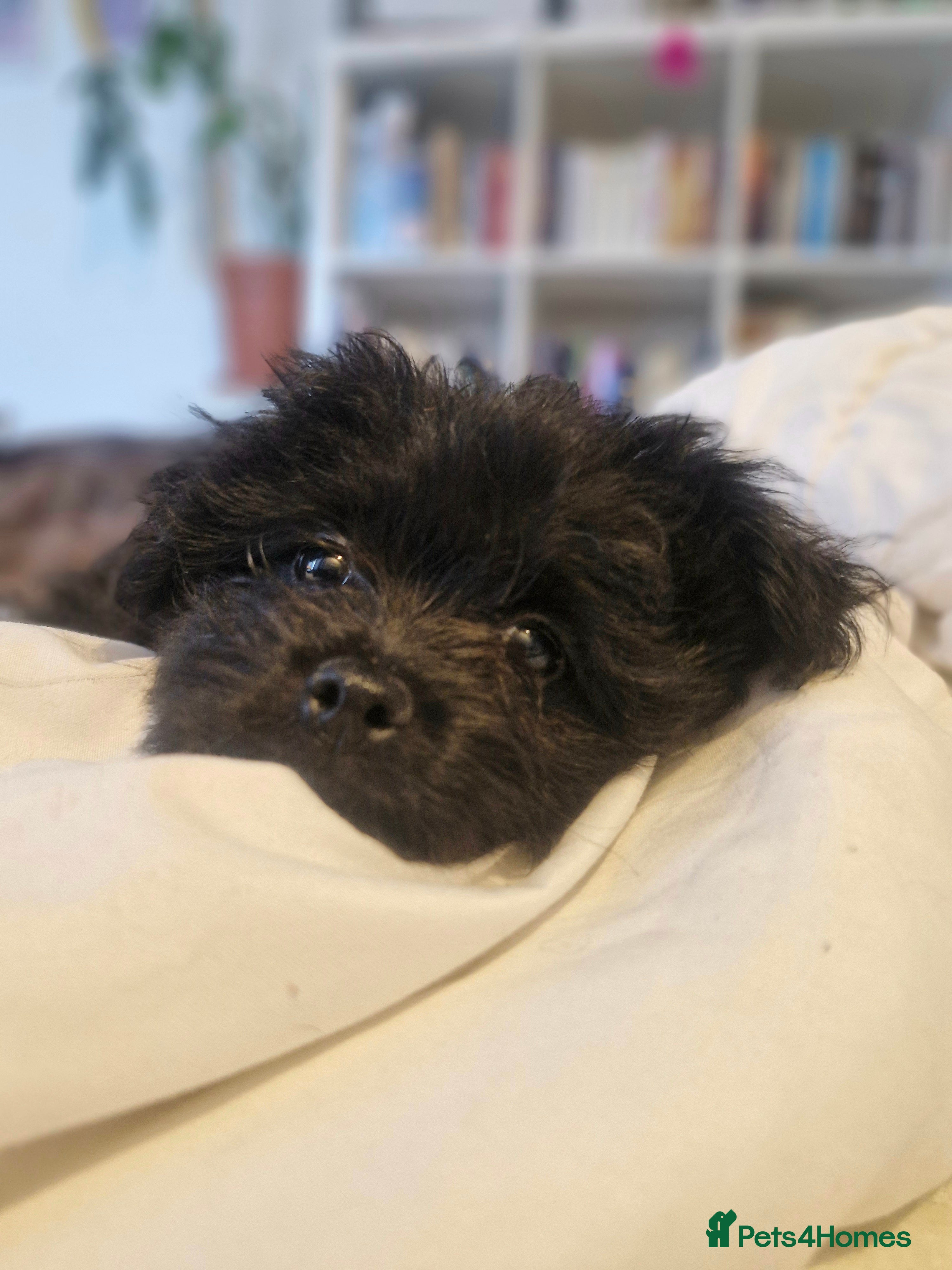 Pomapoo dogs Last 2 left Champion Line Pomapoo Puppies - Advert 5