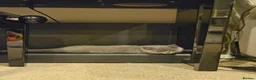 British Shorthair cats for sale: Pure Blue British Shorthair Kittens  - Advert 6