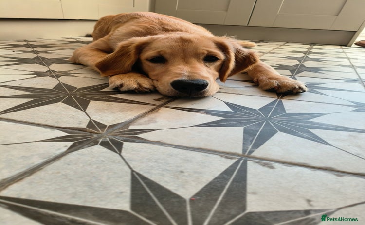 Golden Retriever dogs - Advert 7