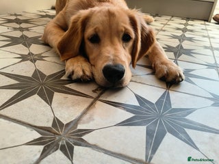 Golden Retriever dogs - Advert 25