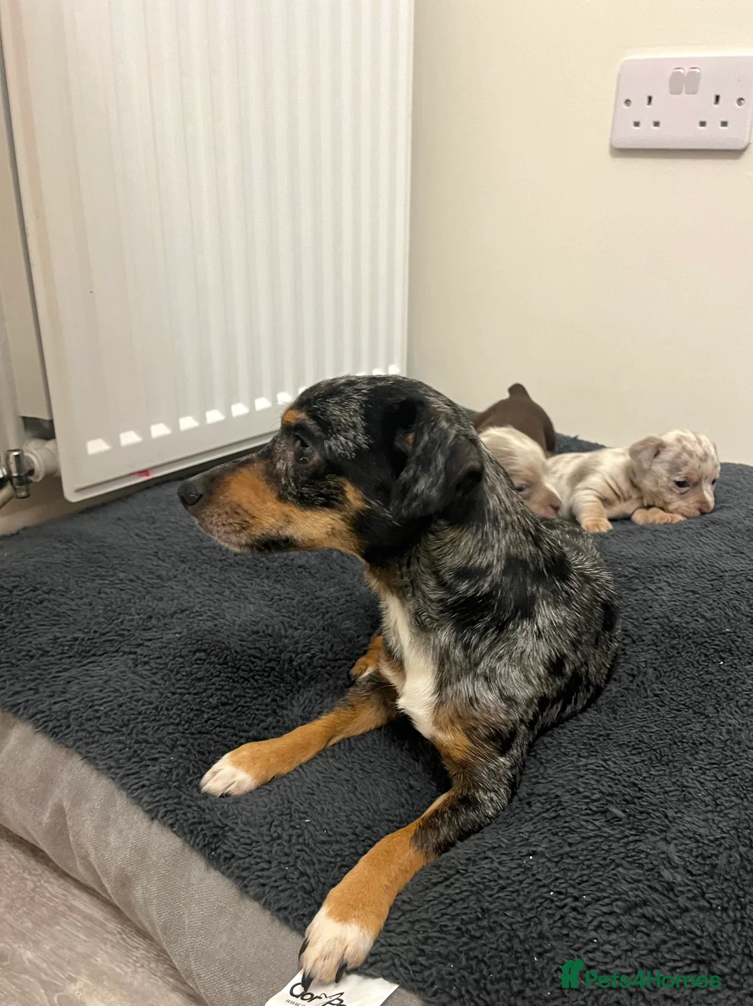 Jack Russell dogs for sale: Stunning Lilac Merle/chocolate jack Russel puppies - Advert 6