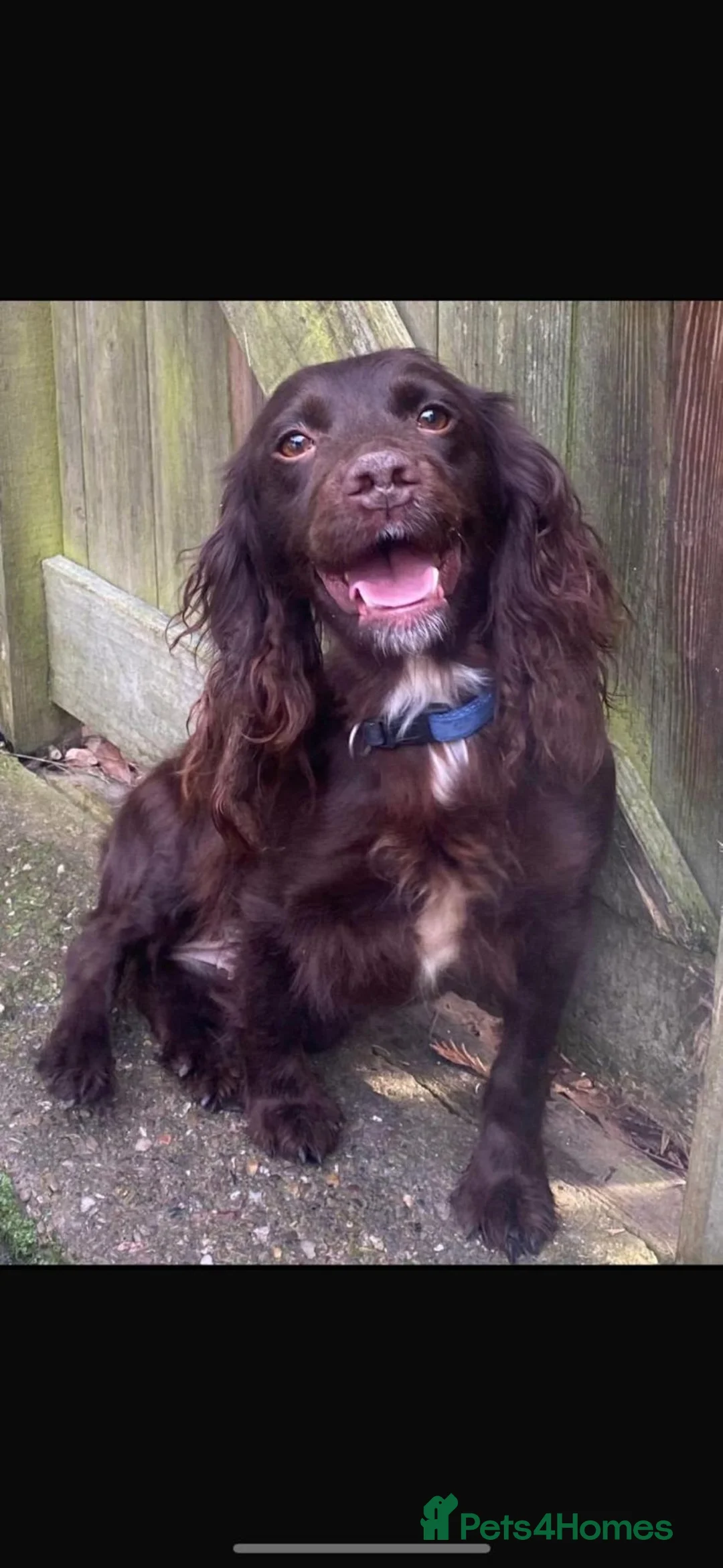 Cockapoo dogs for sale: F1 COCKERPOOS HEALTH TESTED PARENTS  - Advert 14