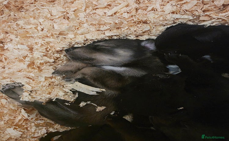 Mixed Breed dogs STUNNING LITTER SIBERIAN HUSKY x RED FOX LABRADOR - Advert 13