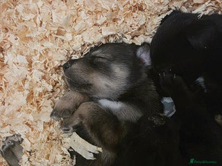 Mixed Breed dogs STUNNING LITTER SIBERIAN HUSKY x RED FOX LABRADOR - Advert 16