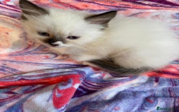 Ragdoll cats for sale: Pure Bred Ragdoll kittens offers welcome  - Image 5