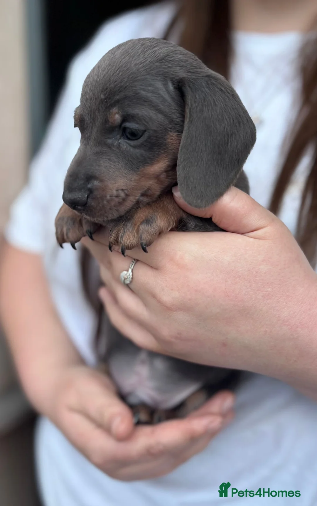 Dachshund dogs for sale: Dachshund puppies in Colwyn Bay - Advert 1