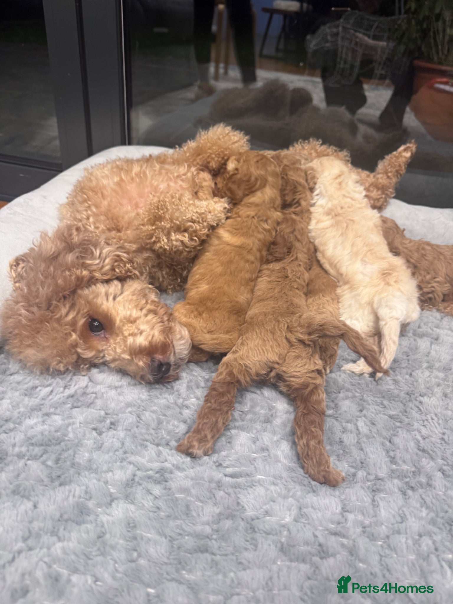 Miniature Poodle dogs Mini Poodle Puppies-KC Registered-Red-Beige  - Advert 5