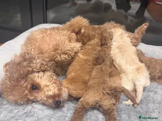 Miniature Poodle dogs Mini Poodle Puppies-KC Registered-Red-Beige - Advert 3