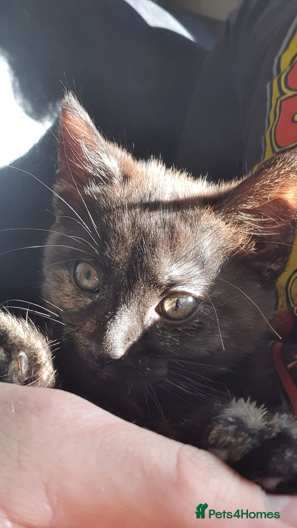 Mixed Breed cats ONLY TORTIE GIRL LEFT  - Advert 15