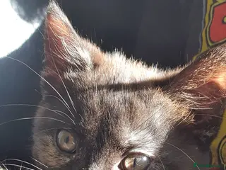 Mixed Breed cats ONLY TORTIE GIRL LEFT - Advert 15