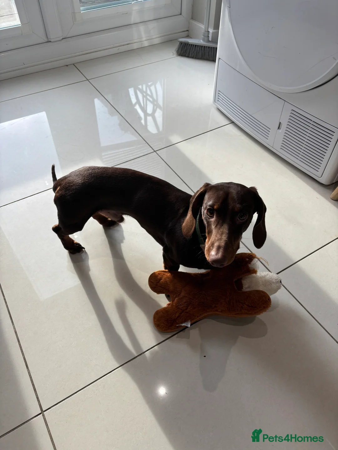 Dachshund dogs for sale: Miniature   Dachshund  - Advert 2