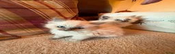Ragdoll cats for sale: Beautiful Ragdol Kittens - Advert 16